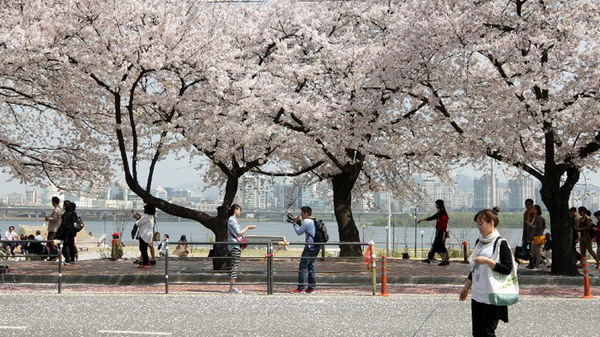 Cẩm nang du lịch Seoul vào mùa hoa anh đào